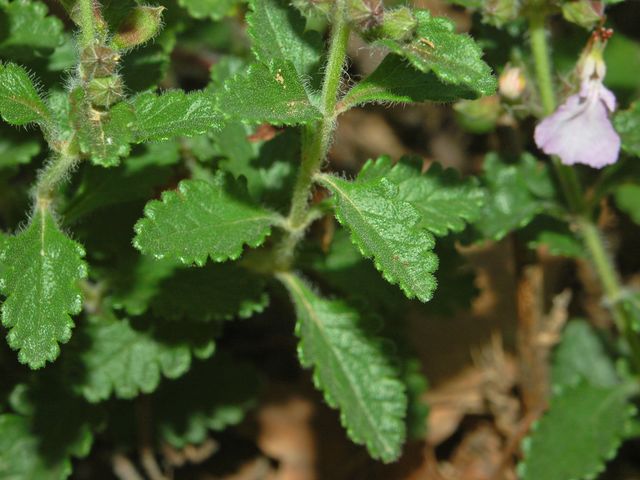 Teucrium chamaedrys / Camedrio comune